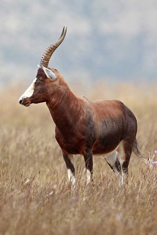 Blesbok (Damaliscus pygargus phillipsi), Mountain Zebra National Park, South Africa, Africa