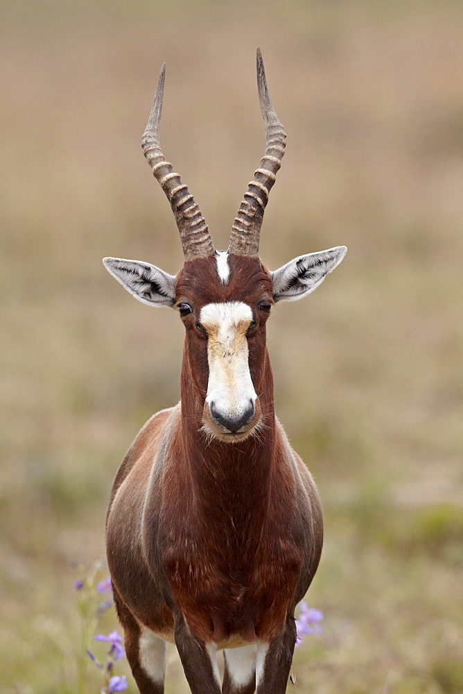 Blesbok (Damaliscus pygargus phillipsi), Mountain Zebra National Park, South Africa, Africa