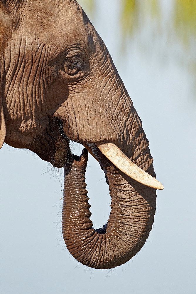 African elephant (Loxodonta africana) drinking, Addo Elephant National Park, South Africa, Africa