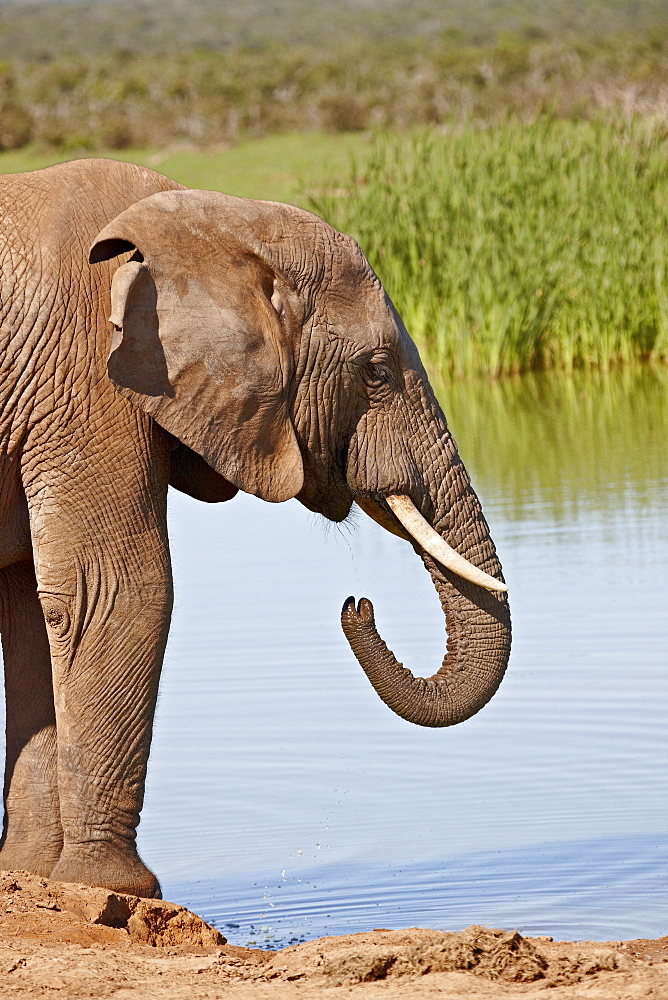 African elephant (Loxodonta africana) drinking, Addo Elephant National Park, South Africa, Africa