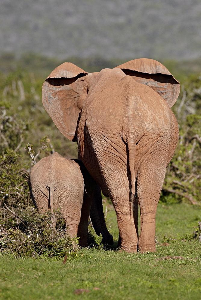 African elephant (Loxodonta africana) mother and calf, Addo Elephant National Park, South Africa, Africa