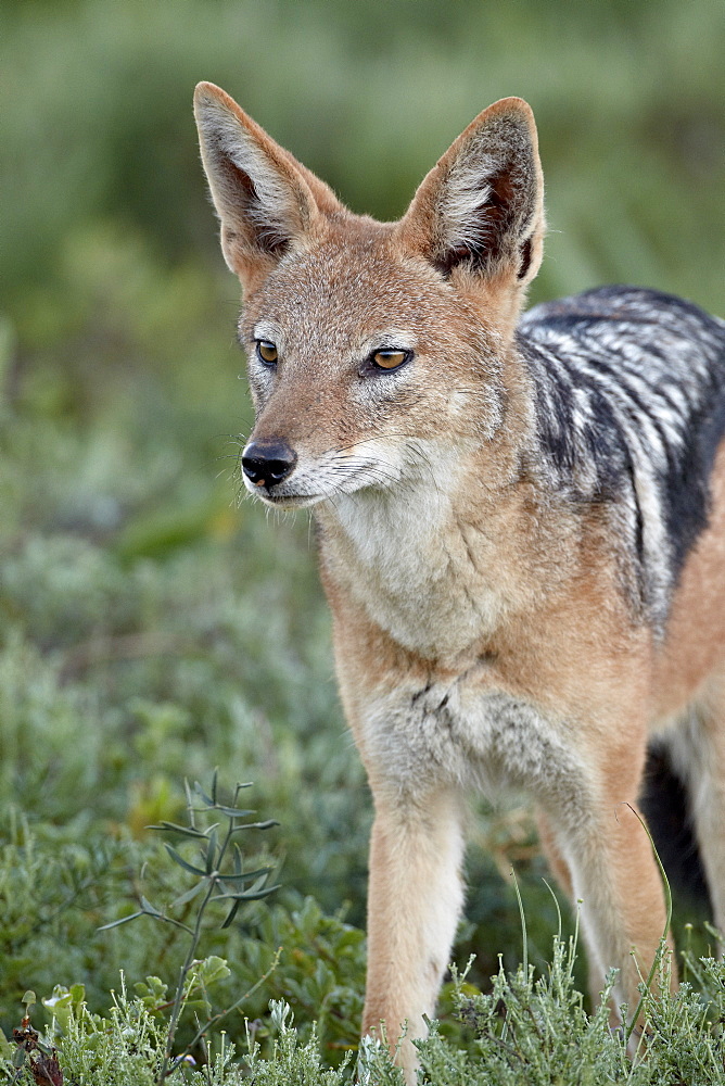 Black-backed jackal (silver-backed jackal) (Canis mesomelas), Addo Elephant National Park, South Africa, Africa