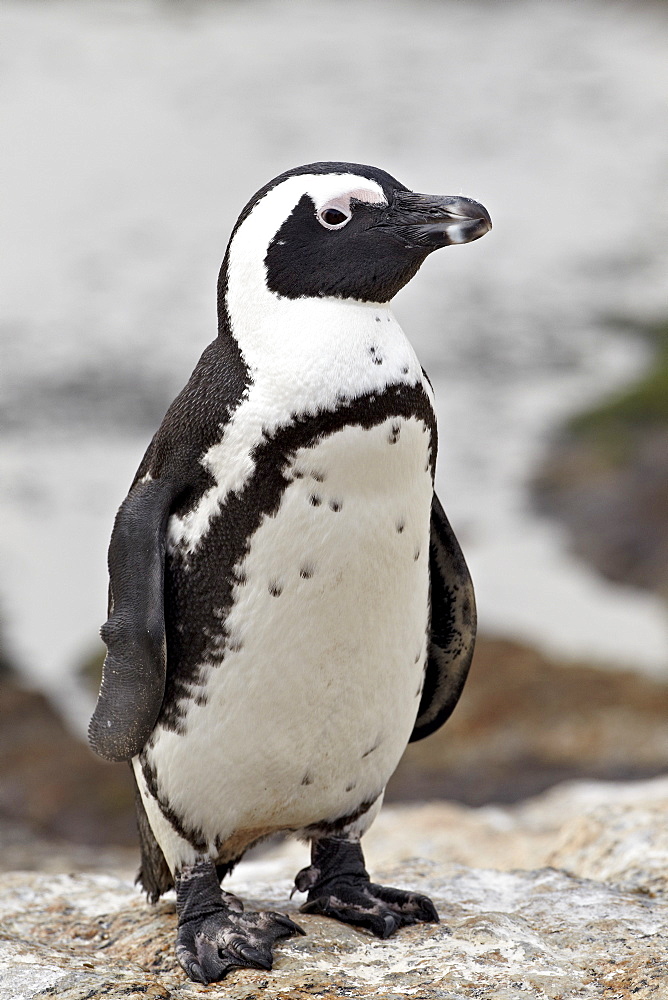 African penguin (Spheniscus demersus), Simon's Town, South Africa, Africa