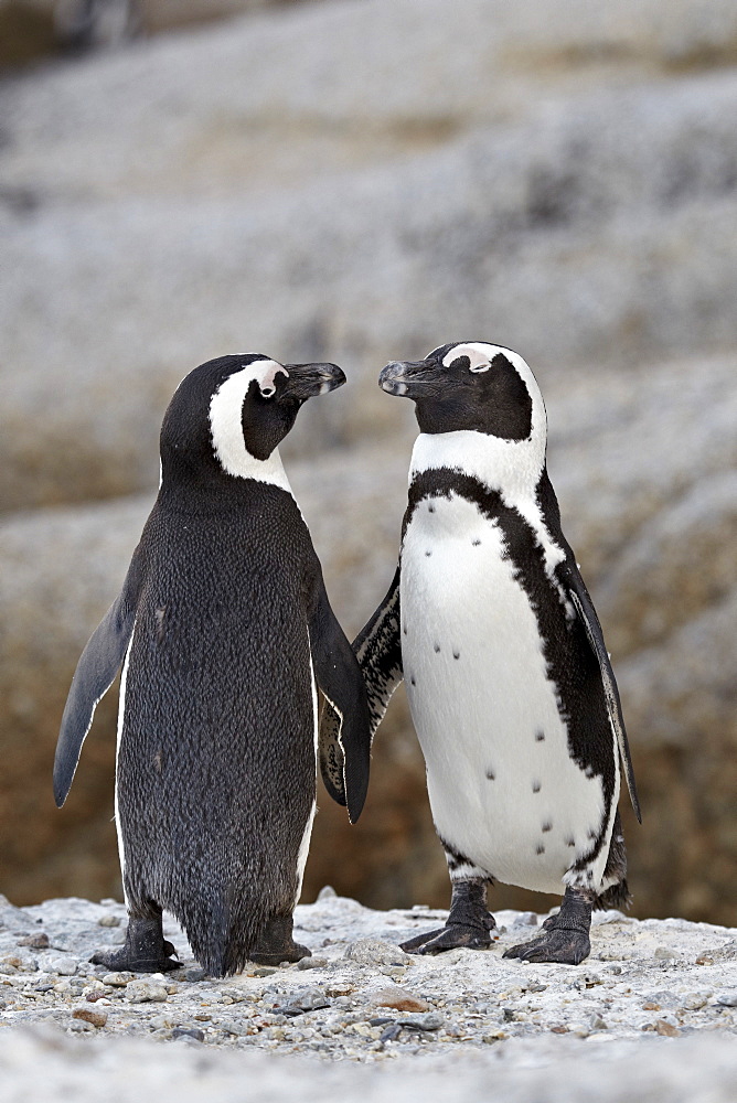 Two African penguins (Spheniscus demersus) pair, Simon's Town, South Africa, Africa