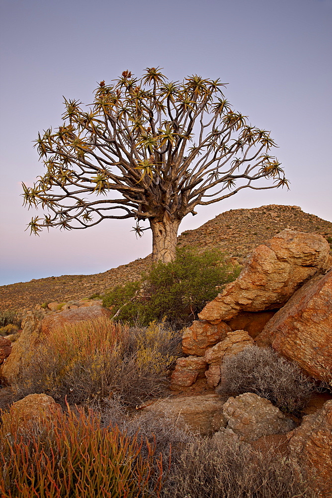 Quiver tree (Kokerboom) (Aloe dichotoma) at dusk, Namakwa, Namaqualand, South Africa, Africa