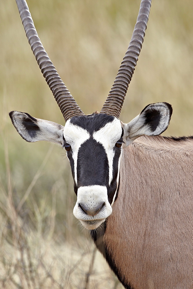 Gemsbok (South African oryx) (Oryx gazella), Kgalagadi Transfrontier Park, encompassing the former Kalahari Gemsbok National Park, South Africa, Africa