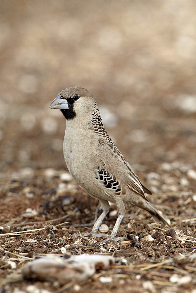 Sociable weaver (social weaver) (Philetairus socius), Kgalagadi Transfrontier Park, encompassing the former Kalahari Gemsbok National Park, South Africa, Africa