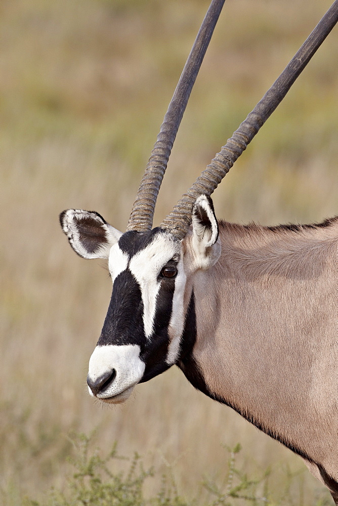 Gemsbok (South African oryx) (Oryx gazella), Kgalagadi Transfrontier Park, encompassing the former Kalahari Gemsbok National Park, South Africa, Africa