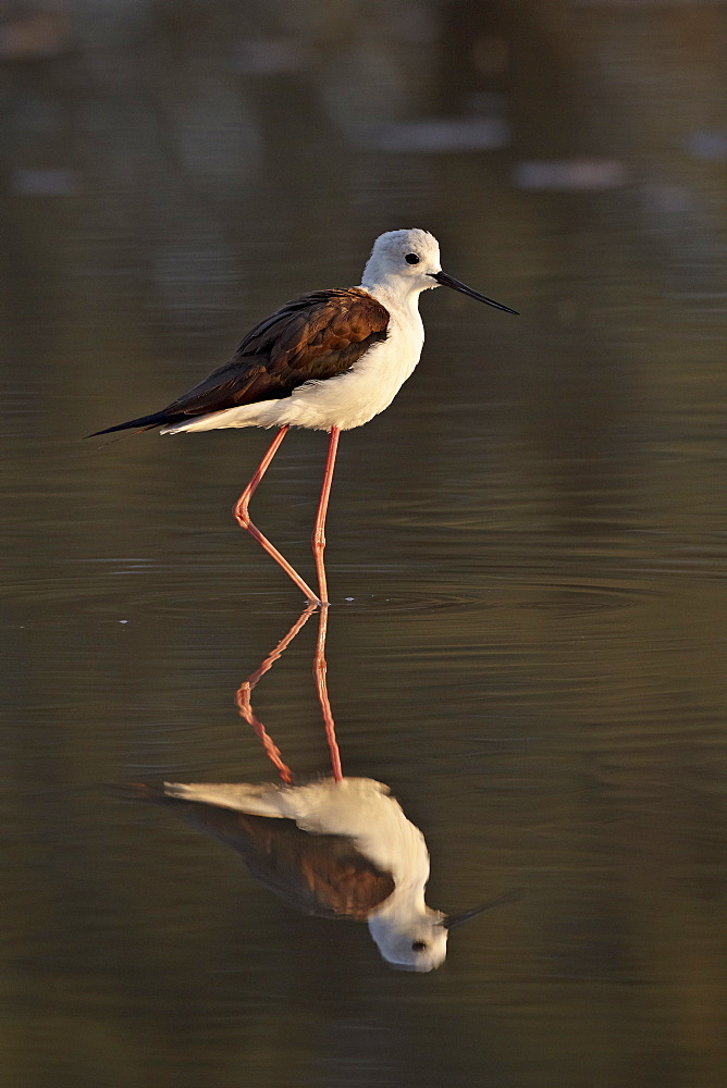 Black-winged stilt (Himantopus himantopus), Kgalagadi Transfrontier Park, encompassing the former Kalahari Gemsbok National Park, South Africa, Africa