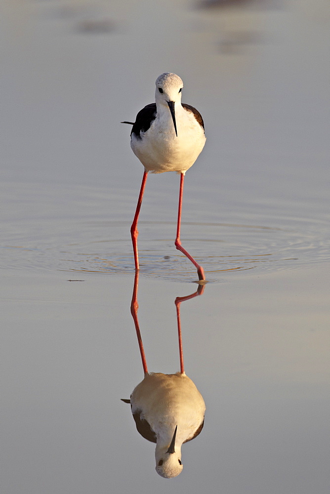 Black-winged stilt (Himantopus himantopus), Kgalagadi Transfrontier Park, encompassing the former Kalahari Gemsbok National Park, South Africa, Africa