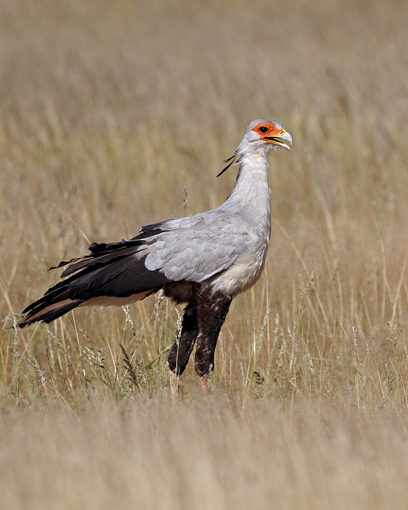 Secretarybird (Sagittarius serpentarius), Kgalagadi Transfrontier Park, encompassing the former Kalahari Gemsbok National Park, South Africa, Africa