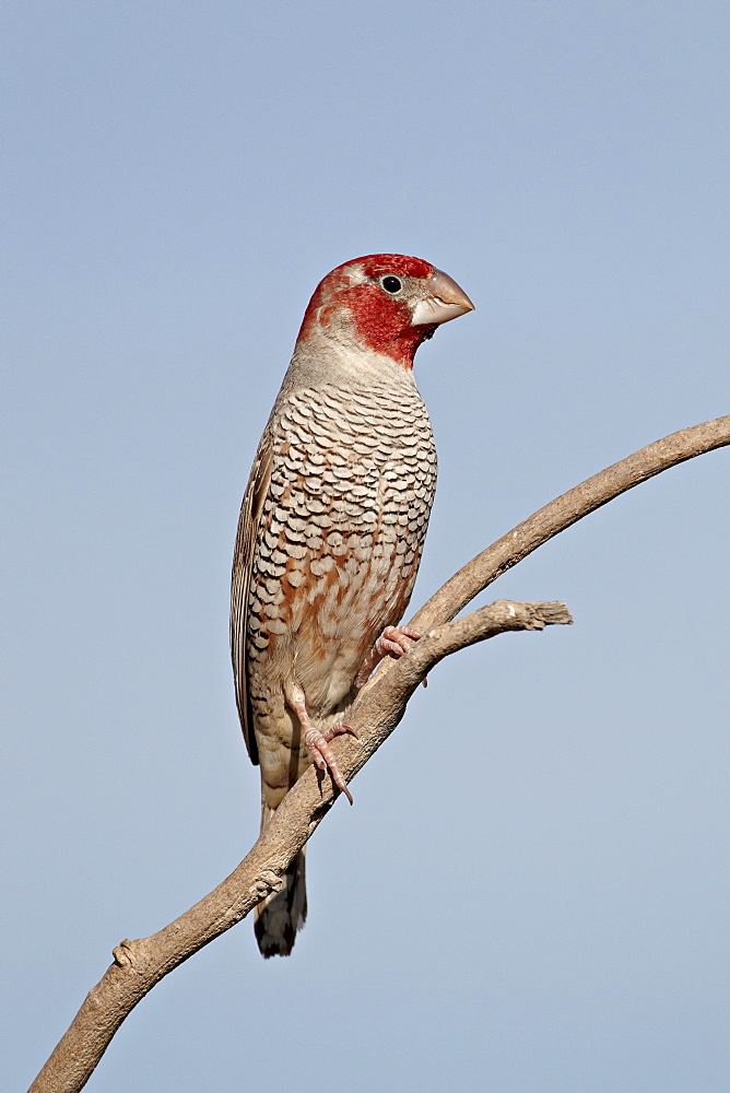 Red-headed finch (Paradise finch) (red-headed weaver) (Amadina erythrocephala), Kgalagadi Transfrontier Park, encompassing the former Kalahari Gemsbok National Park, South Africa, Africa