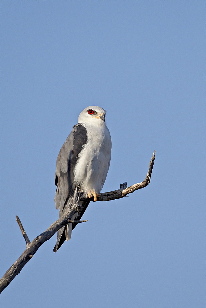 Black-shouldered kite (Elanus caeruleus), Kgalagadi Transfrontier Park, encompassing the former Kalahari Gemsbok National Park, South Africa, Africa