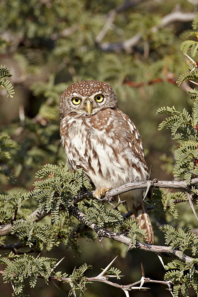 Pearl-spotted owlet (pearl-spotted owl) (Glaucidium perlatum), Kgalagadi Transfrontier Park, encompassing the former Kalahari Gemsbok National Park, South Africa, Africa