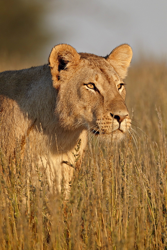 Lioness (Panthera leo), Kgalagadi Transfrontier Park, encompassing the former Kalahari Gemsbok National Park, South Africa, Africa