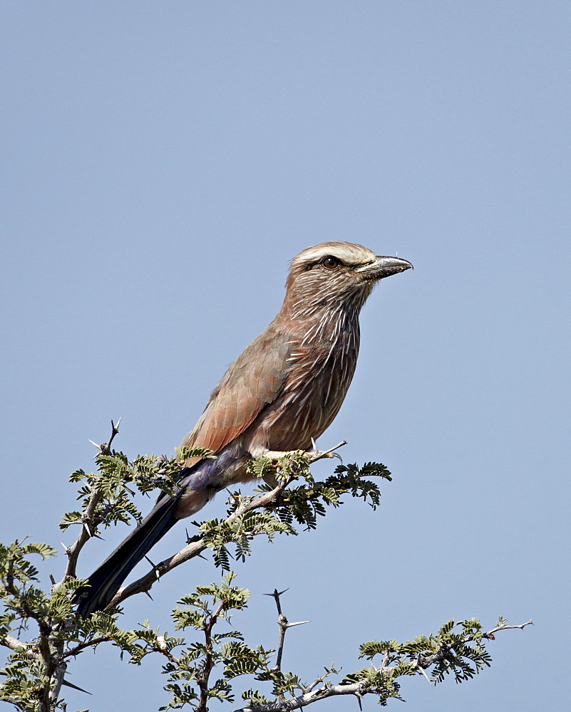 Rufus-crowned roller (purple roller) (Coracias naevia), Kgalagadi Transfrontier Park, encompassing the former Kalahari Gemsbok National Park, South Africa, Africa