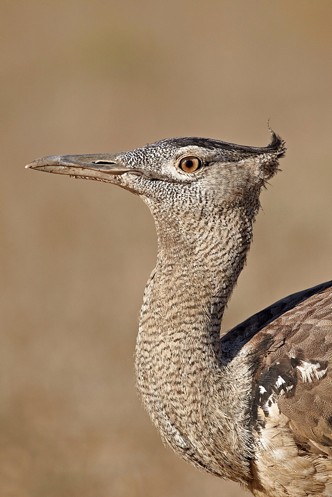 Kori bustard (Ardeotis kori), Kgalagadi Transfrontier Park, encompassing the former Kalahari Gemsbok National Park, South Africa, Africa