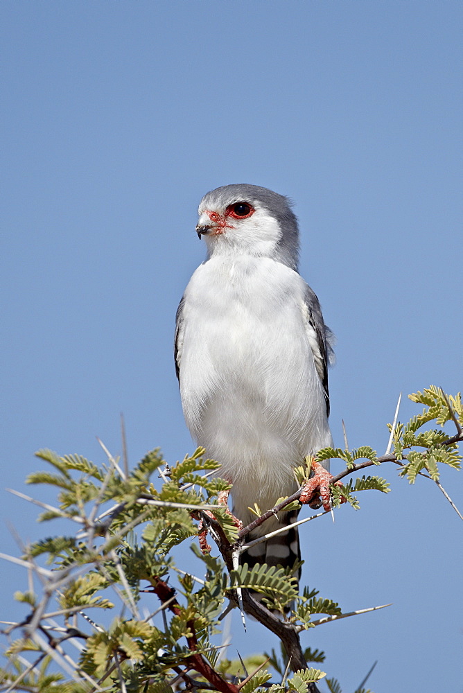 Pygmy falcon (Polihierax semitorquatus), Kgalagadi Transfrontier Park, encompassing the former Kalahari Gemsbok National Park, South Africa, Africa