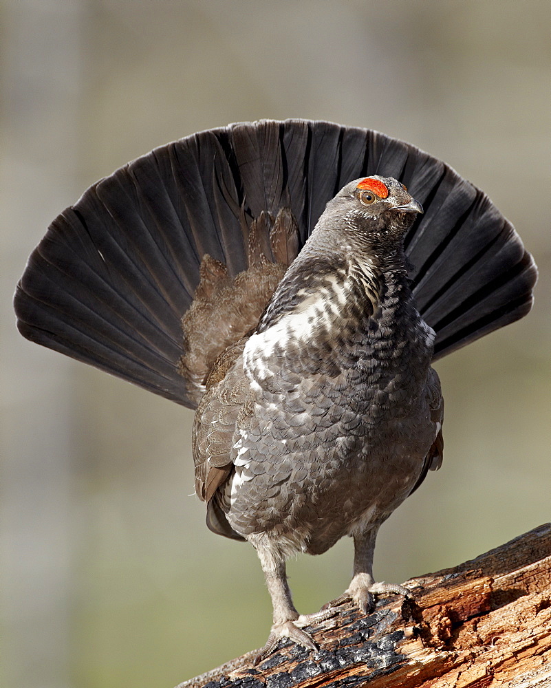 Male dusky grouse (blue grouse) (Dendragapus obscurus) displaying, Yellowstone National Park, Wyoming, United States of America, North America