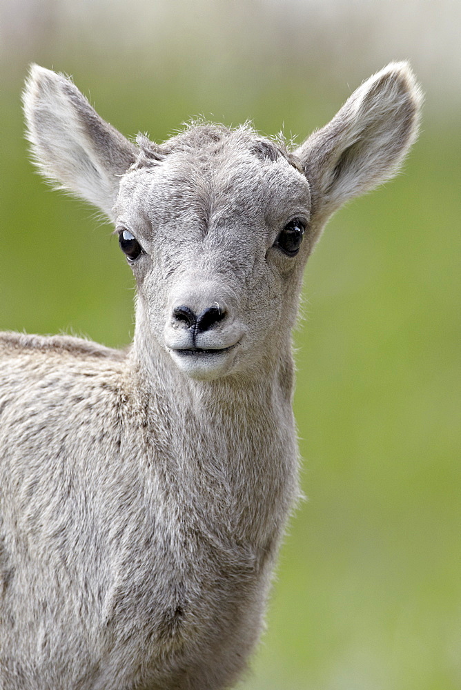 Bighorn sheep (Ovis canadensis) lamb, Yellowstone National Park, Wyoming, United States of America, North America