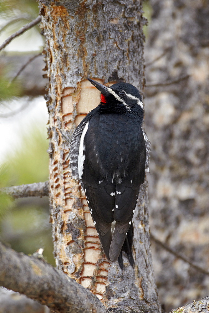 Male Williamson's sapsucker (Sphyrapicus thyroideus), Yellowstone National Park, UNESCO World Heritage Site, Wyoming, United States of America, North America