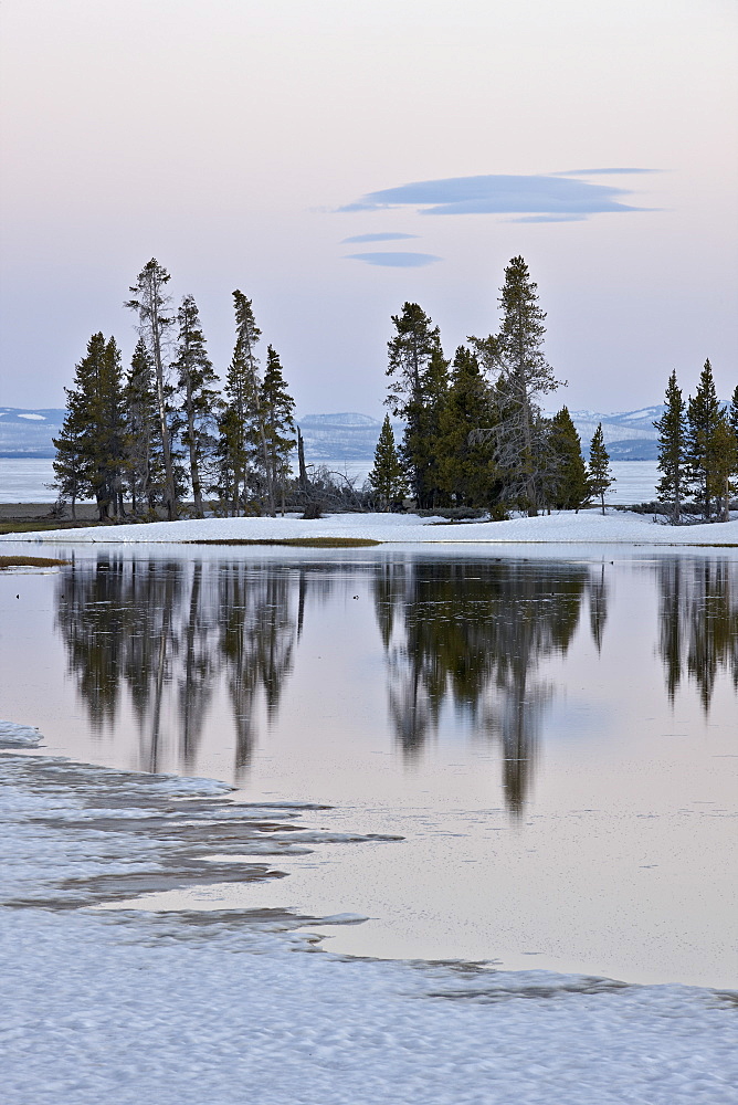 Evergreens along Yellowstone Lake in the early spring at sunset, Yellowstone National Park, UNESCO World Heritage Site, Wyoming, United States of America, North America