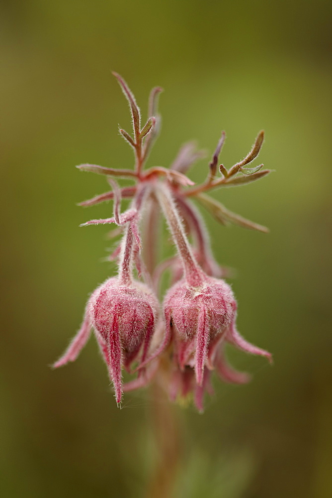 Prairie smoke (purple aven) (old man's whiskers) (long-plumed avens) (Geum triflorum), Yellowstone National Park, Wyoming, United States of America, North America