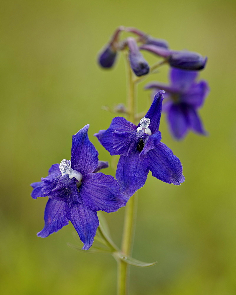 Upland larkspur (Delphinium nuttallianum), Yellowstone National Park, Wyoming, United States of America, North America