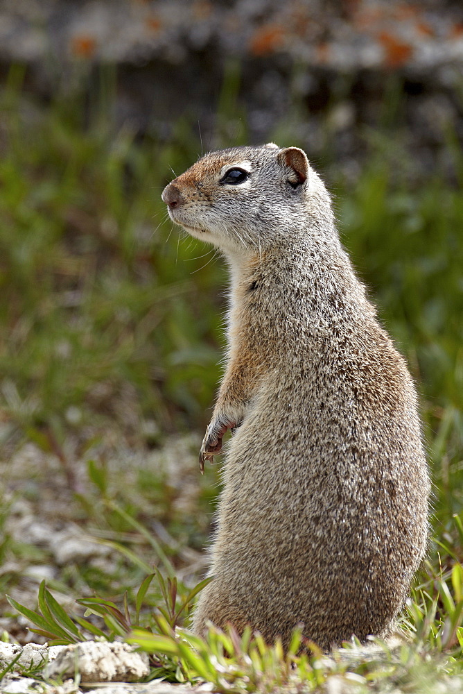 Uinta ground squirrel (Urocitellus armatus), Yellowstone National Park, Wyoming, United States of America, North America