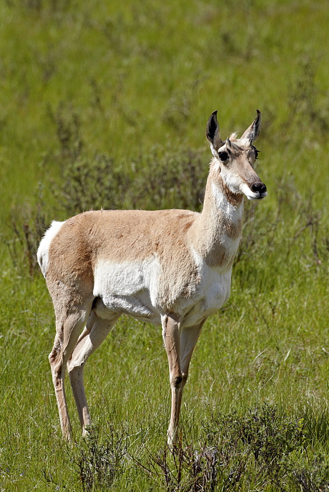 Female pronghorn (Antilocapra americana), Yellowstone National Park, Wyoming, United States of America, North America