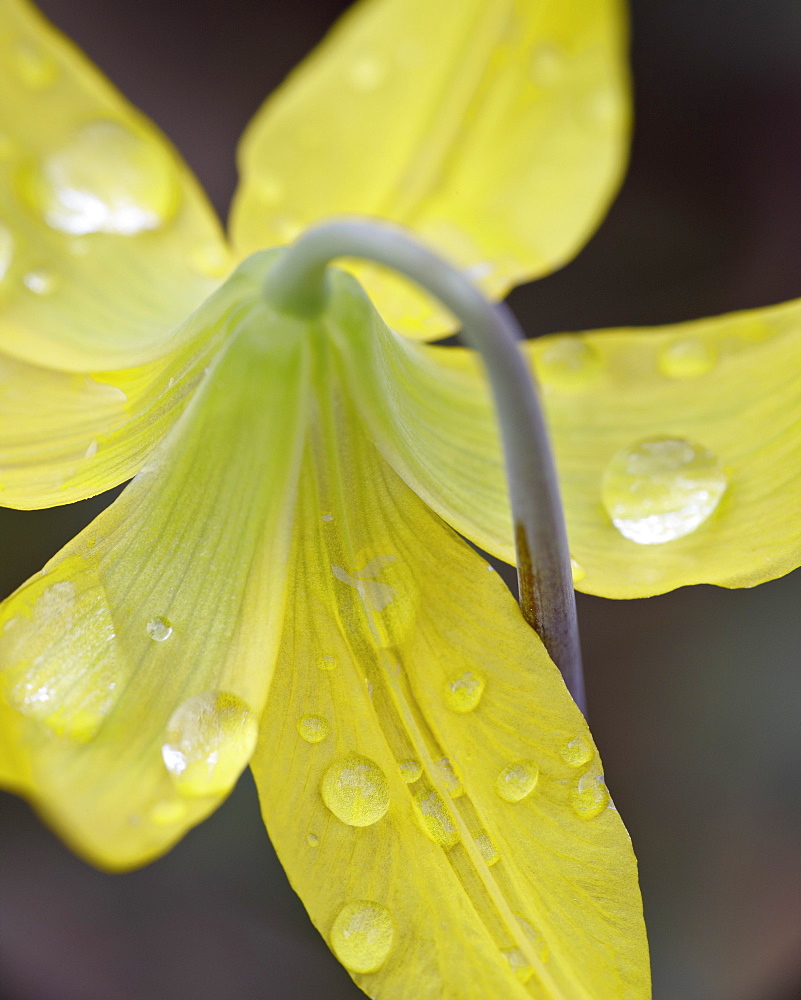 Glacier lily (dogtooth violet) (Erythronium grandiflorum), Gallatin National Forest, Montana, United States of America, North America