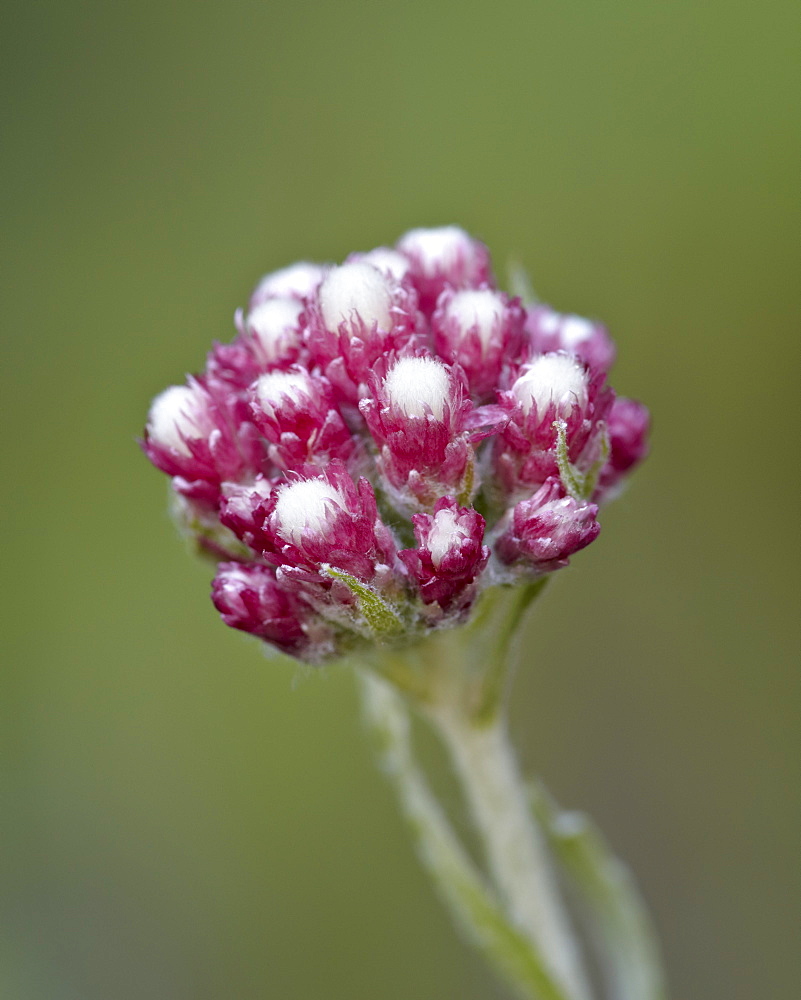 Rosy pussytoes (littleleaf pussytoes) (pink pussytoes) (small pussytoes ) (dwarf everlasting) (Antennaria microphylla), Glacier National Park, Montana, United States of America, North America