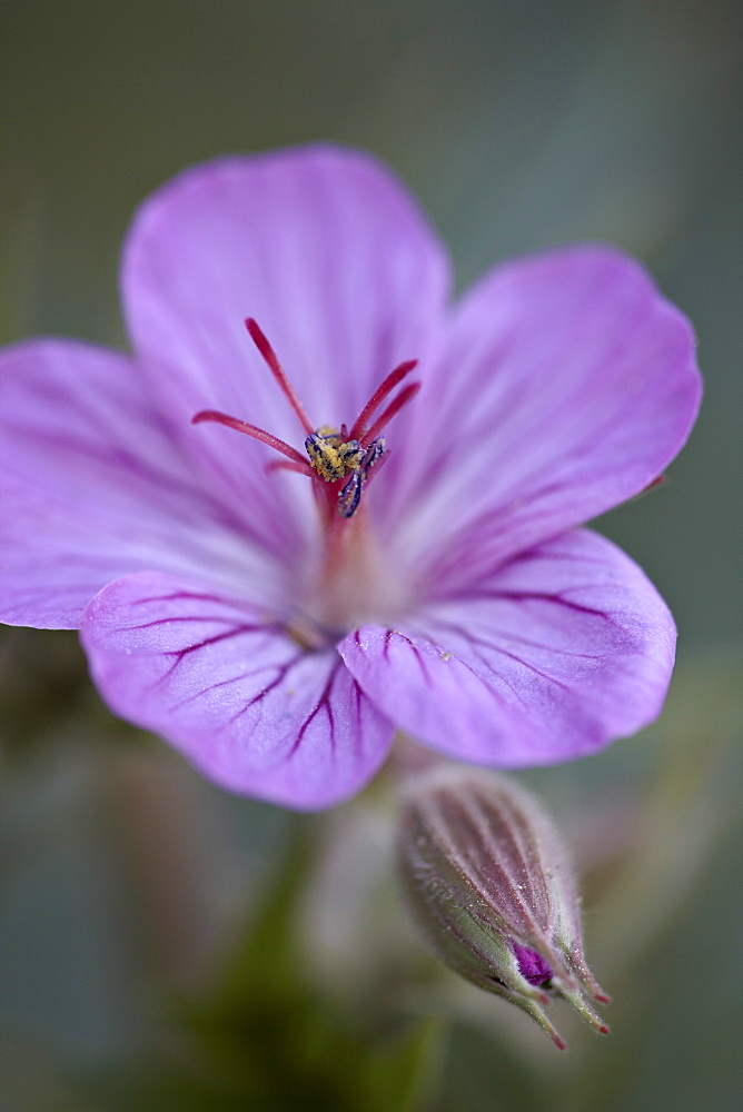 Sticky geranium (Geranium viscosissimum), Glacier National Park, Montana, United States of America, North America