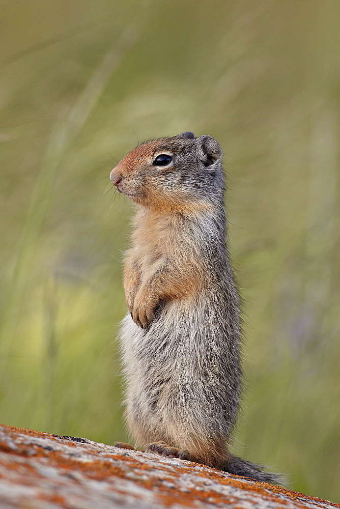 Young Columbian ground squirrel (Citellus columbianus), Waterton Lakes National Park, Alberta, Canada, North America