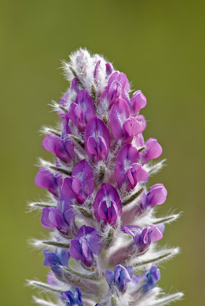 Showy locoweed (whorled locoweed) (Oxytropis splendens), Waterton Lakes National Park, Alberta, Canada, North America