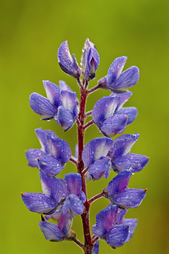 Silvery lupine (Lupinus argenteus), Waterton Lakes National Park, Alberta, Canada, North America