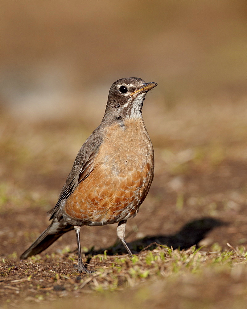 American robin (Turdus migratorius), Glacier National Park, Montana, United States of America, North America