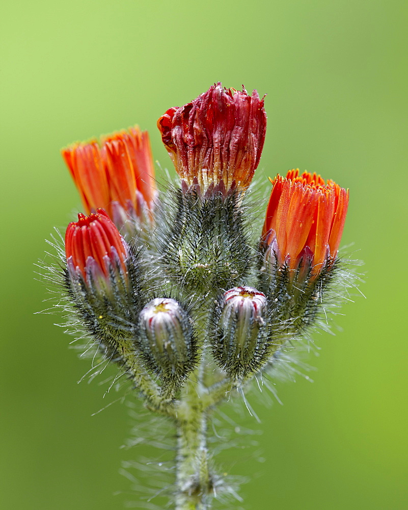 Orange hawkweed (fox-and-cubs) (tawny hawkweed) (Devil's paintbrush) (Grim-the-Collier) (Pilosella aurantiaca), Idaho Panhandle National Forests, Idaho, United States of America, North America