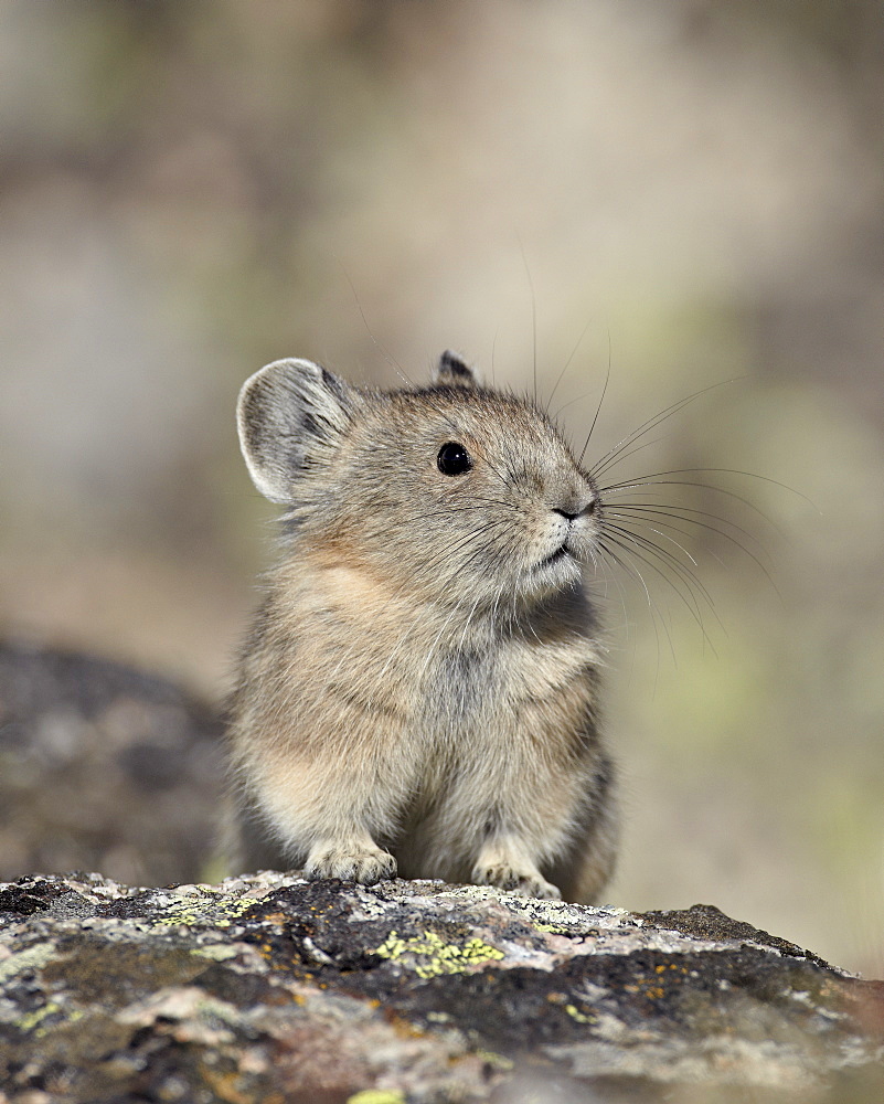 American pika (Ochotona princeps), Shoshone National Forest, Wyoming, United States of America, North America