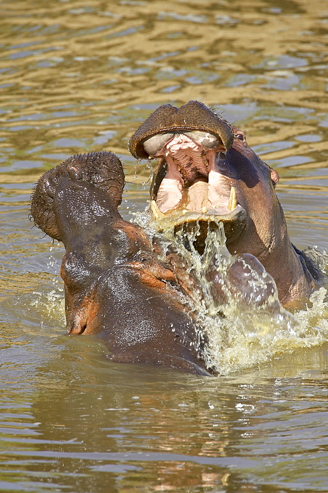 Two hippopotamus (Hippopotamus amphibius) fighting, Masai Mara National Reserve, Kenya, East Africa, Africa