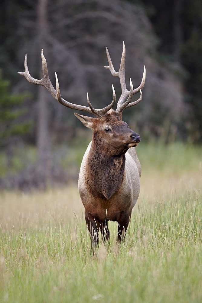 Bull Elk (Cervus canadensis), Jasper National Park, Alberta, Canada, North America