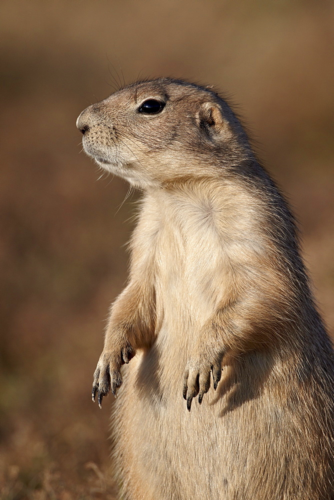 Blacktail prairie dog (Cynomys ludovicianus), Theodore Roosevelt National Park, North Dakota, United States of America, North America