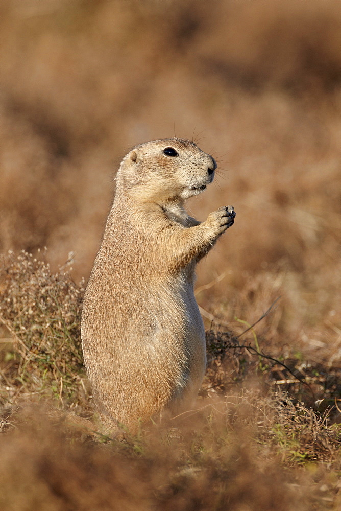 Blacktail prairie dog (Cynomys ludovicianus), Theodore Roosevelt National Park, North Dakota, United States of America, North America