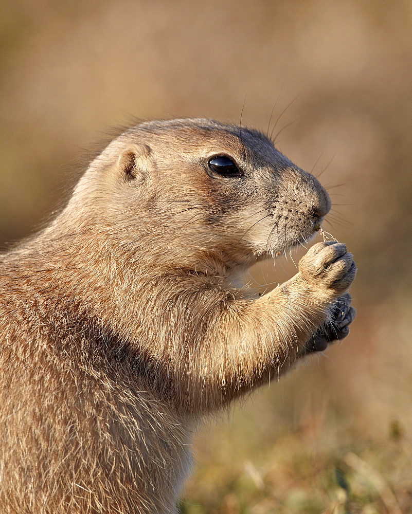 Blacktail prairie dog (Cynomys ludovicianus) feeding, Theodore Roosevelt National Park, North Dakota, United States of America, North America