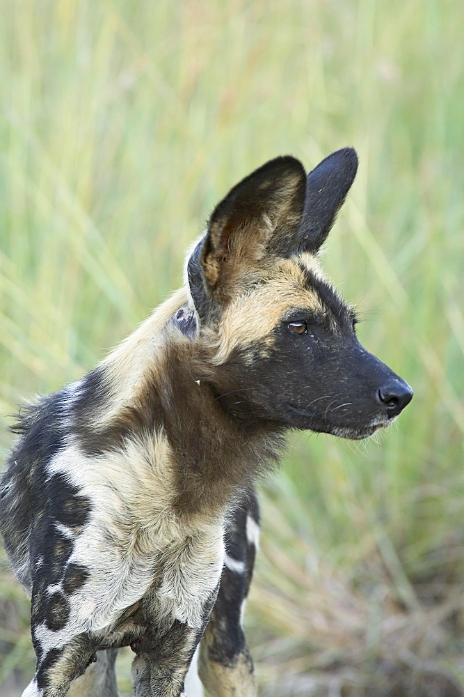 African wild dog (Lycaon pictus), Pilanesberg National Park, South Africa, Africa