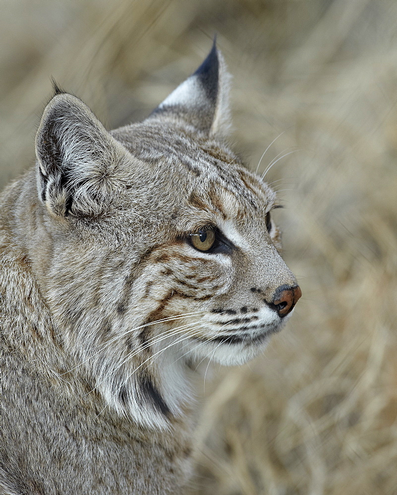 Bobcat (Lynx rufus), Living Desert Zoo And Gardens State Park, New Mexico, United States of America, North America