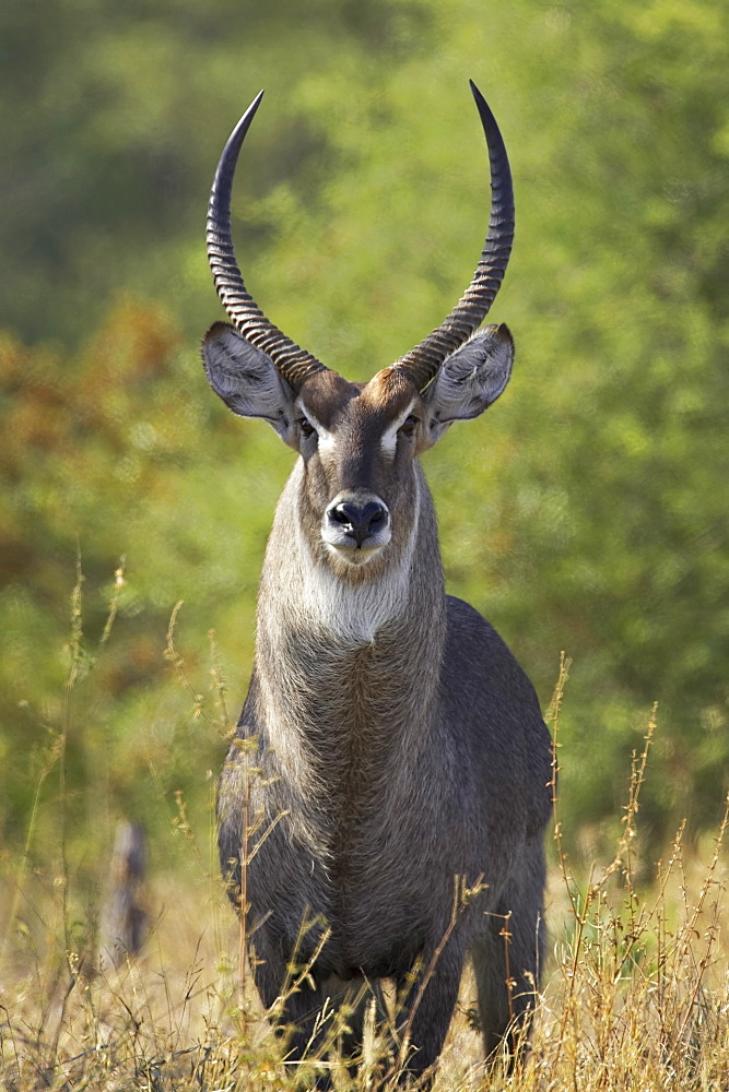 Male common waterbuck, or Ellipsen waterbuck, (Kobus ellipsiprymnus ellipsiprymnus), Greater Limpopo Transfrontier Park, encompassing the former Kruger National Park, South Africa, Africa