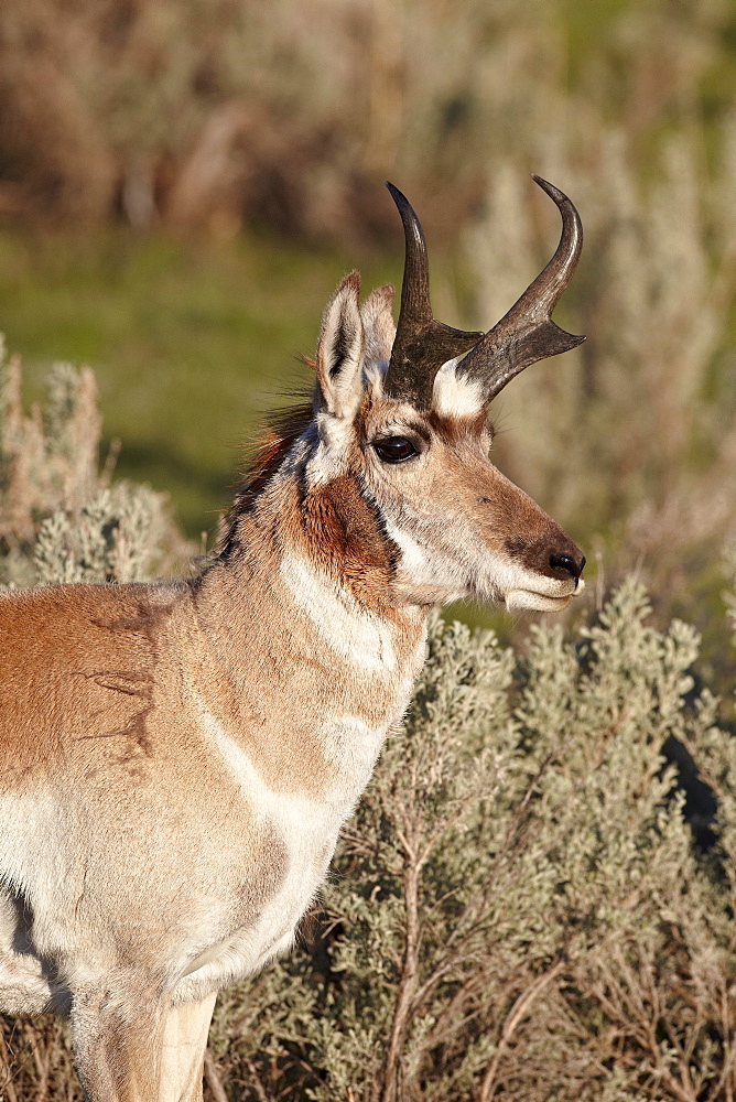 Pronghorn (Antilocapra americana) buck, Yellowstone National Park, Wyoming, United States of America, North America