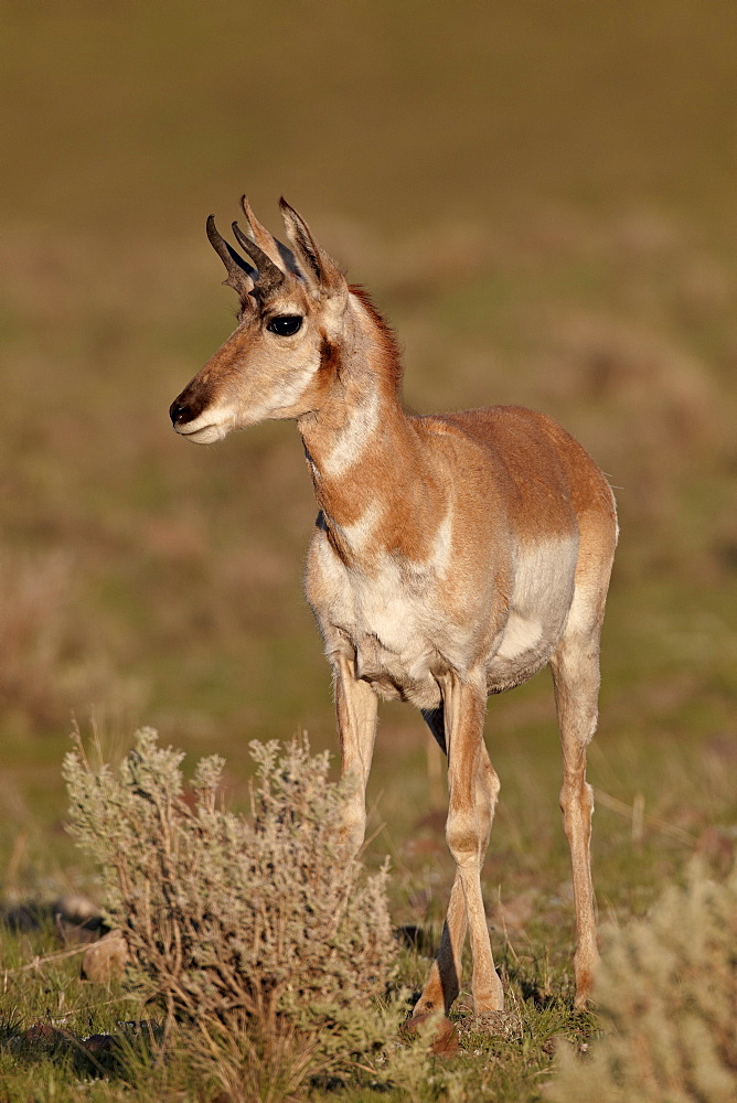 Pronghorn (Antilocapra americana) buck, Yellowstone National Park, Wyoming, United States of America, North America