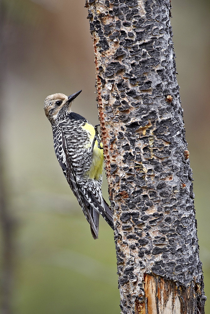 Female Williamson's sapsucker (Sphyrapicus thyroideus) on a feeding tree, Yellowstone National Park, Wyoming, United States of America, North America